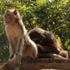 Twelve monkeys rescued by female Buddhist monk receive enormous new homes so they can all live  like one big family