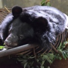 After a dozen years of cruelty rescued bears discover the joy of friendship