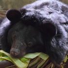 #WishComeTrue: Six bears rescued from bile farm in Vietnam love their new lives