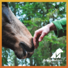 One Life: World Horse Protection Day