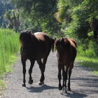 World Horse Day: We’re just finding out horses are even smarter than we thought