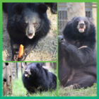 The Three Bears are loving sanctuary life one year after their fairytale rescue