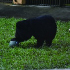 Breakthrough for the nervous bear too scared to believe she was truly safe