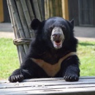 Rescuers where shocked to find bear’s tongue torn out – one year on they are amazed at his appetite for life