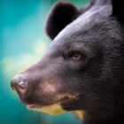 Shining a light on bear bile farming