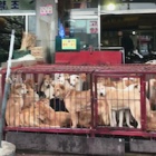 Dog meat in South Korea: Has infamous Moran Market really closed?