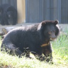 He was blind, bleeding and caged – now Kujira is free, seeing and smiling