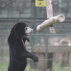 #Sunbearmonday: Layla’s an all-action cub