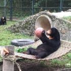 VIDEO: These four sun bear orphans finally have the family they’ve always wanted