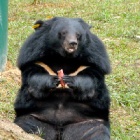 The most content bear in the world didn’t realise she was being watched