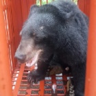 Seven bears rescued as Vietnam “gets serious” about ending bile trade