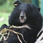 #Moonbearmonday: Lotus craves attention