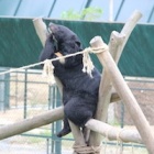 Moon bear Maggie is singing in the rain