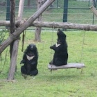 Snoozy moon bear couple prove bears need love