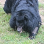 #Moonbearmonday: Cranky duo Maple and Dolly