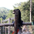 Miomojo Cub House: Adorable young bears enjoy their favourite kind of treasure hunt