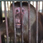 VIDEO: China’s private zoos accused of poaching and “laundering” wild animals