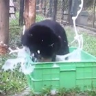 #ByeByeBearVines: 209 6-second moon bear moments to go