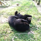 VIDEO: These playful rescued bears prove friendship is the best medicine