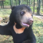 Watch: sun bear Murphy’s first year — they grow up so fast!