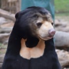 Miomojo Cub House: meet the orphaned bears growing up with unconditional love