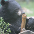 #Moonbearmonday: Nora JamJack’s jelly belly