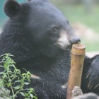 Rescued bears go wild