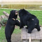 He survived a hellish bile farm, now specialist care is taking away this bear’s pain