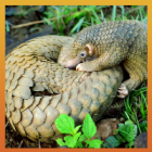 One Life: Pangolins