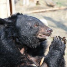 #moonbearmonday: Pearl's white teeth