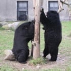 #Moonbearmonday: moon bear peekaboo!