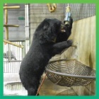 Pioneering Bear Physiotherapy trial outstanding success!