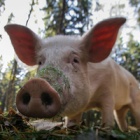 Help stop cruel New Year Pig Slaughter Festival