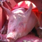 Five things you need to know about the Nem Thuong Pig Slaughter Festival