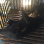 #PleikuBearRescue: “The bears you can’t rescue haunt you”