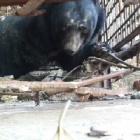 BREAKING NEWS: Emergency rescue of four bears from bile farms in Vietnam