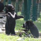 PICS: The 10 greatest ever moon bear pool parties