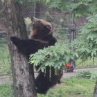 Brown bears can’t climb? Watch this, says Poupouce