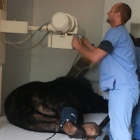 Rescued moon bear Precious free of pain after dental surgery