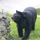 Moon bear Precious is among friends, but still hasn’t learned how to trust