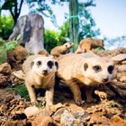 Chinese zoo ends live animal performances