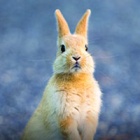 #InternationalRabbitDay: They are the most amazing companions but don’t underestimate just how much care and attention they need