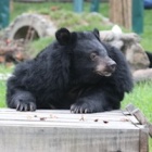 #Moonbearmonday: Is Rae ready to make new friends?