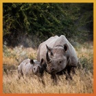 One Life: Rhinos