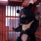 Brave moon bear Rocky dies