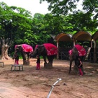 Relief for animals as prestigious Vietnamese zoo quietly ends cruel elephant performances