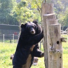 Emptying the cages: A history of bear rescues in Vietnam