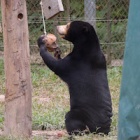 Miomojo Cub House: Coconut Day in the cub club