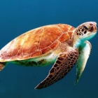 Sea turtles: Animal kingdom’s greatest navigators map the world’s oceans through magnetic fields