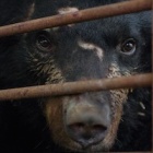 Chinese politician publicly calls for complete end to bear bile farming